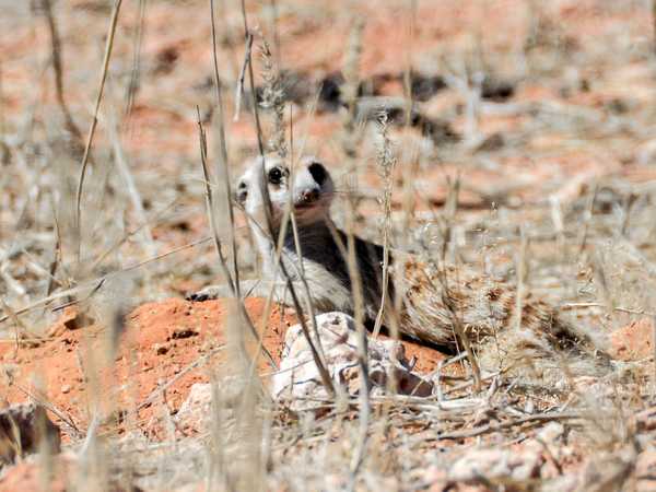 Kalahari Gemsbok Transfrontier Park - Un simpatico suricato fa capolino dalla tana