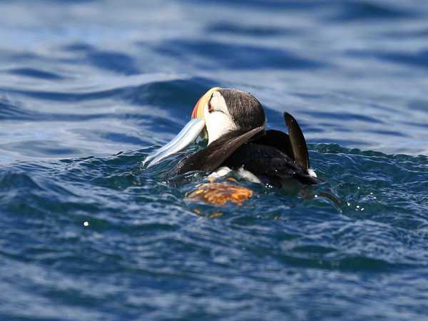 Puffin pescatore