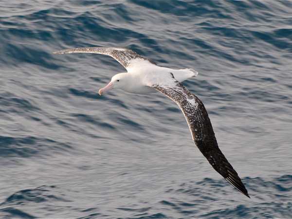 Albatros in volo