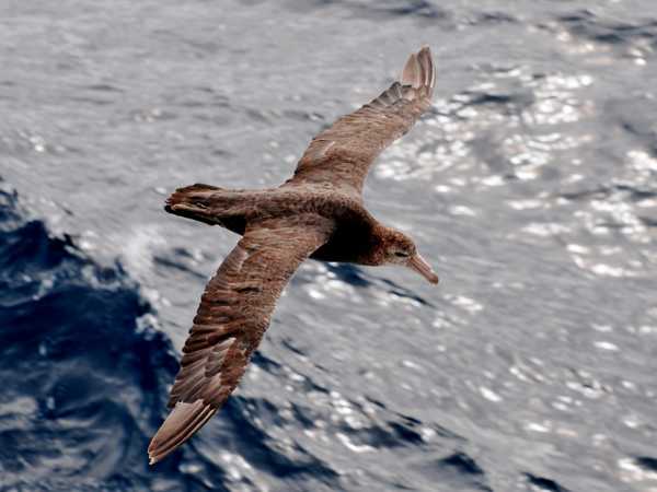 Petrello gigante (procellaria) in volo