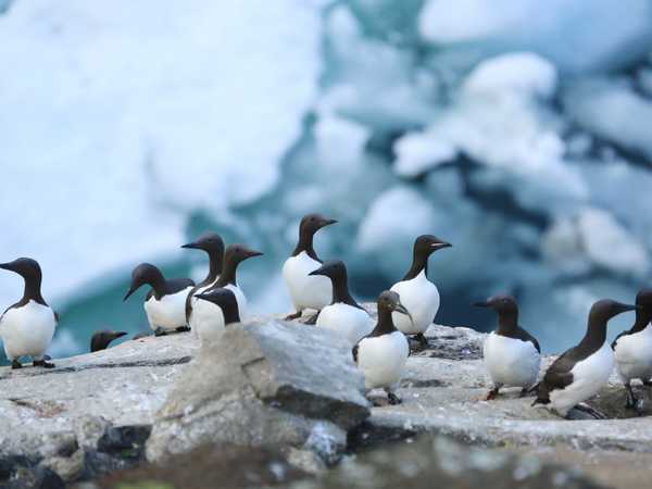 Colonia di urie (brunnich's guillemots)