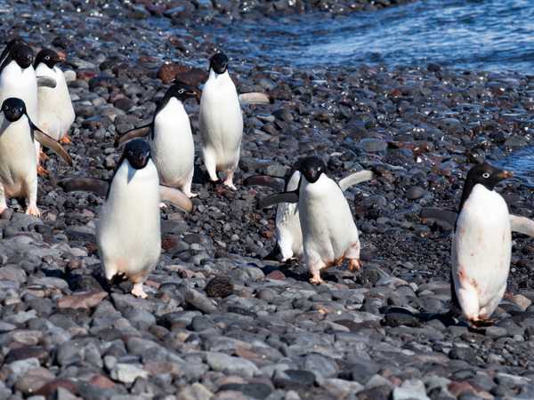 I pinguini di Adelia di Paulet Island