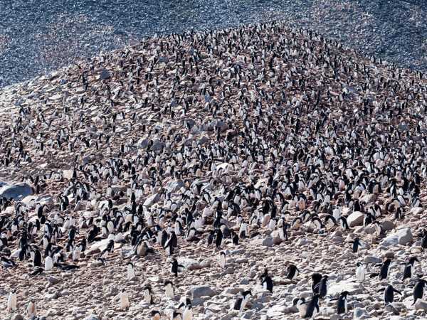 Paulet Island. Su questa piccola isola geograficamente appartenente alla terra di Graham vive una colonia di circa 100.000 coppie di pinguini di Adelia