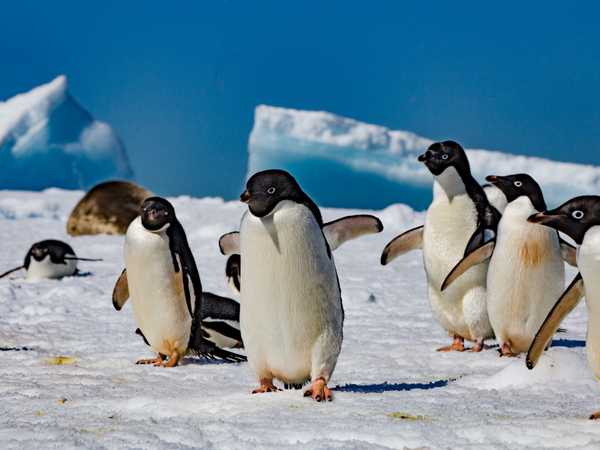 Paulet Island - Pinguini di Adelia sugli iceberg e sullo sfondo una foca di Weddell che sonnecchia