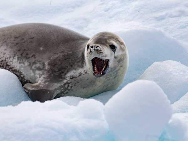 Cierva Cove - una crabeater seal (foca mangiatrice di granchi) ci saluta