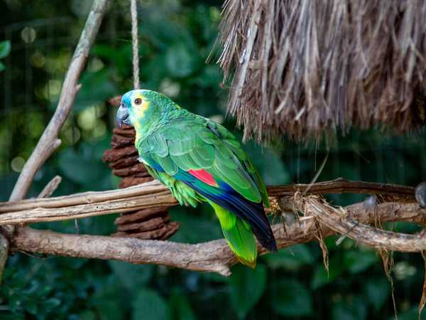 Parque das aves - Arara verde