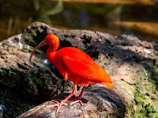 Parque das aves - Guarà (ibis rosso)