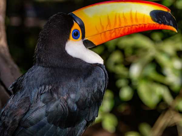 Parque das aves - Tucano dal becco giallo