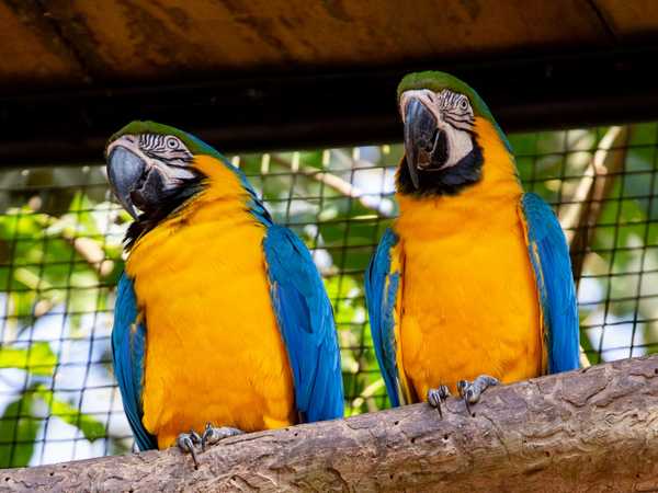 Parque das aves - Arara azul