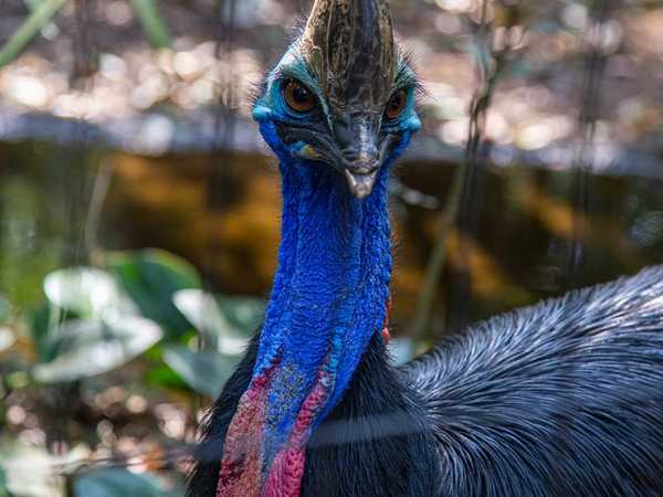 Parque das aves - Casuario