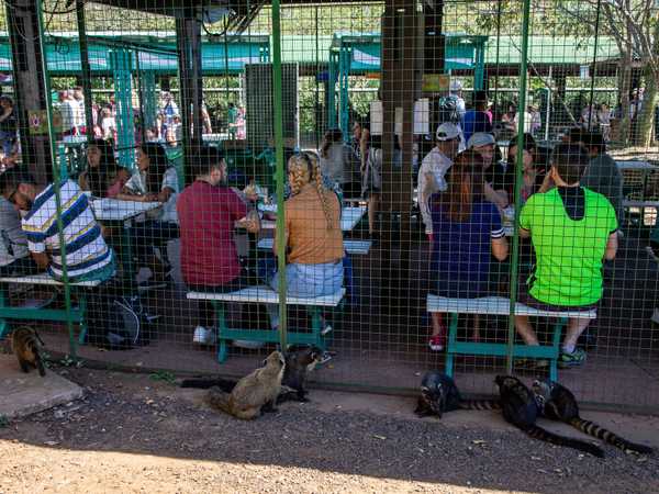 Cataratas de Iguaçu - Turisti in gabba per poter mangiare qualcosa senza essere assaliti dai coati