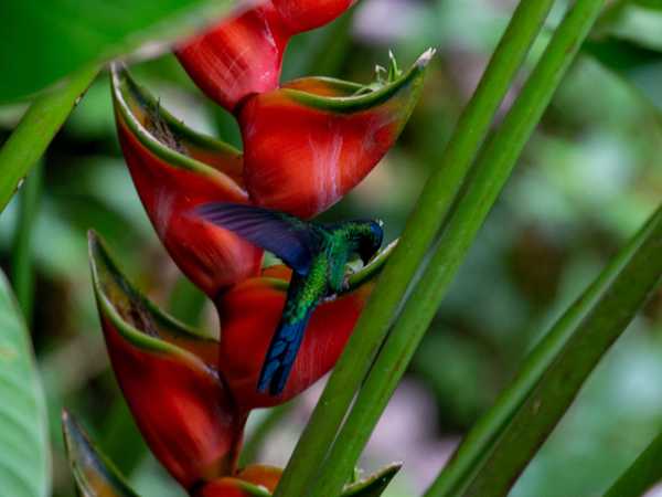 Jardìm Botanico do Rio - Un colibrì sugge da una heliconia