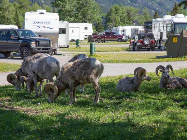 Bighorn sheeps al pascolo nel campeggio di Waterton