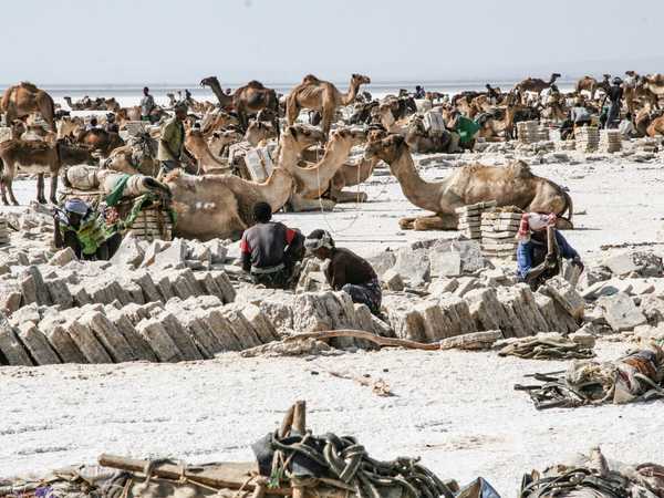Prima immagine del lago Assa Ale: una confusione indescrivibile di spaccatori, squadratori, cammellieri, cammelli, asini e... turisti