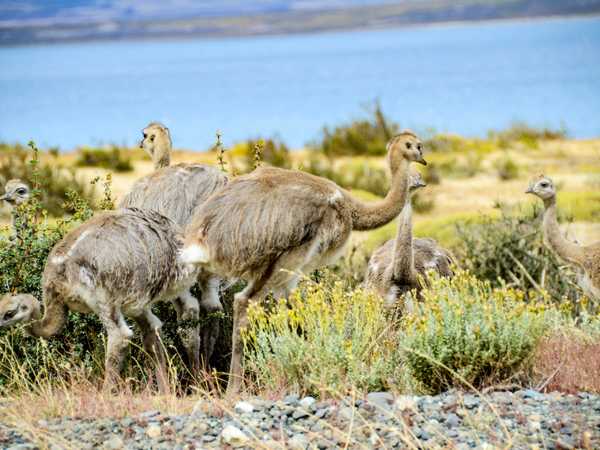 Torres del Paine - Gruppo di nandù