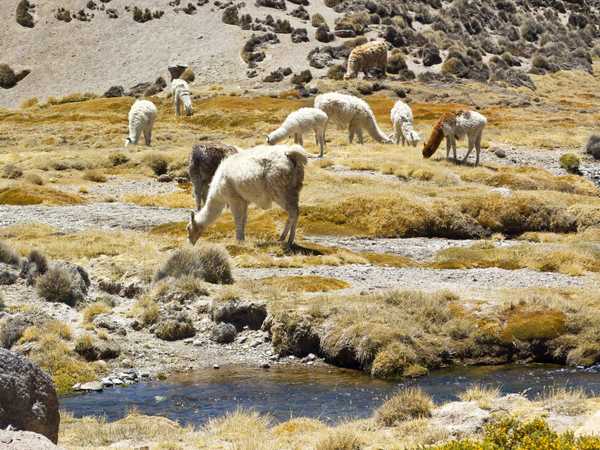 Branco di lama al pascolo