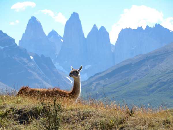 Torres del Paine - Guanaco davanti alle guglie che danno il nome al parco