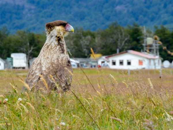 Aquila di Magallanes