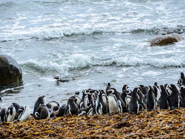 Pinguinera del seno Otway