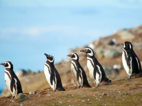 In fila indiana i pinguini del seno Otway vanno alla spiaggia