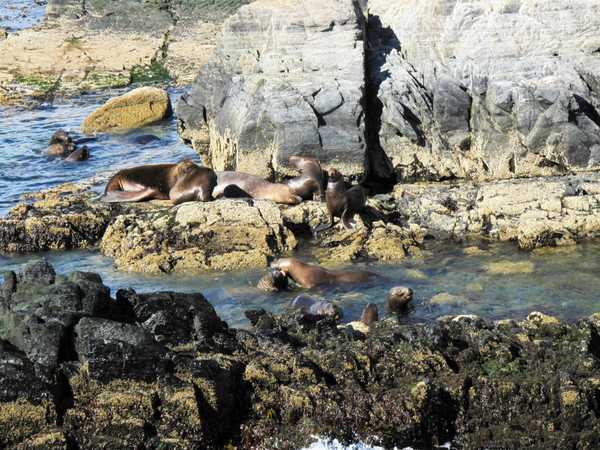Leoni marini nel Canal Beagle