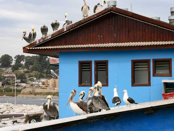 Pellicani sui tetti di Maitencillo