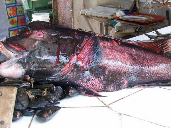 Tremendo dentice oceanico al mercato del pesce di Maitencillo
