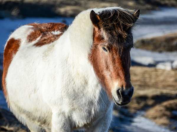 Tipico piccolo pony islandese