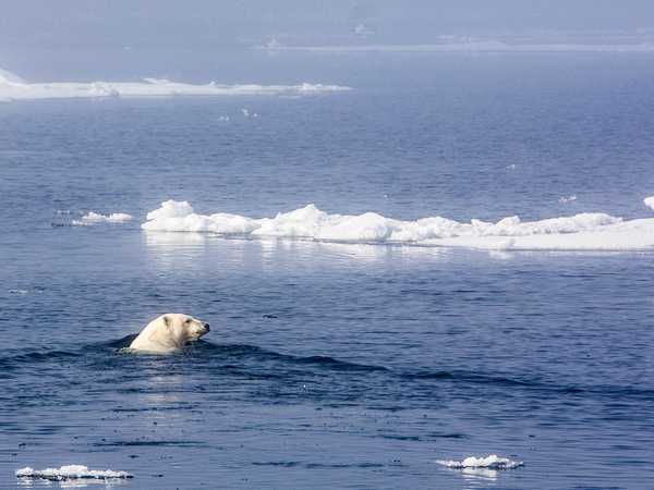 Nanuk, l'orso polare
