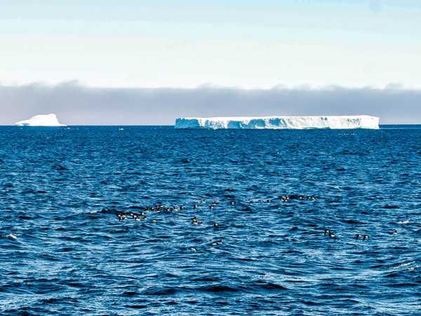 Stormo di urie in volo tra gli iceberg