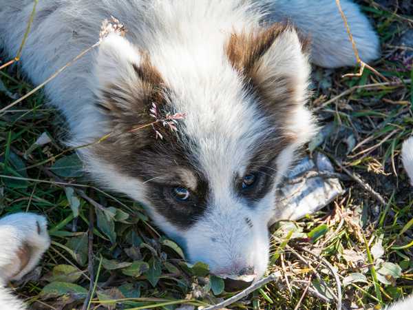 Occhioni di un cucciolo di huskie. I piccoli invece sono lasciati liberi.
