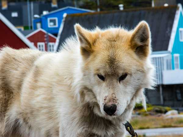 Husky groenlandese