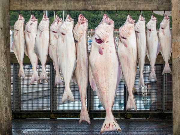 Ilulissat - Halibut appena stesi a essiccare