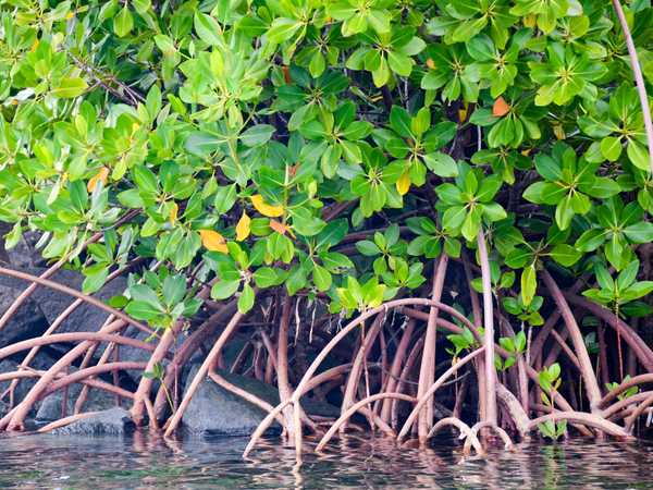 Pohnpei - Mangrovie lungo la cinta della città lagunare scomparsa di Nan Madol