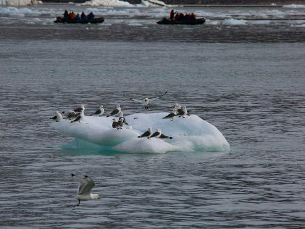Gruppo di gabbiani su un floe nel Liefdefjord