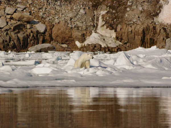 Orso polare a caccia di foche