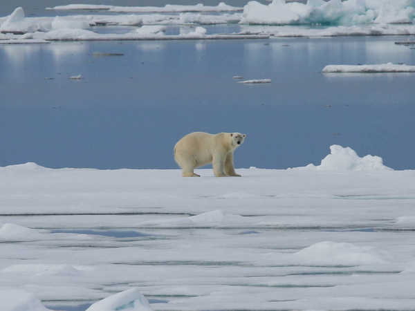Orso sul pack del Wahlenbergfjord
