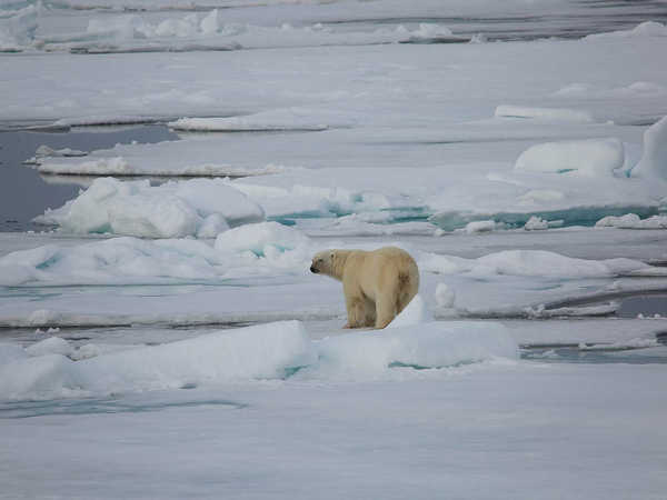 Orso sul pack del Wahlenbergfjord