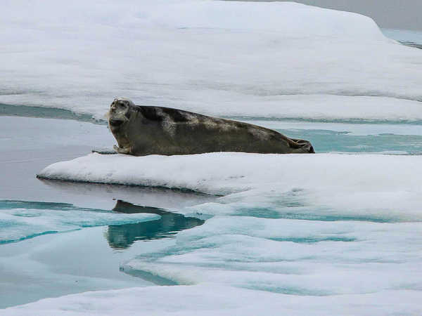 Foca coraggiosa sul pack del Wahlenbergfjord
