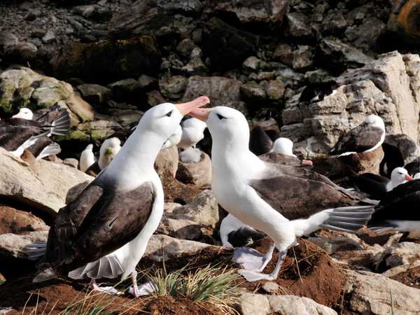 Saunders Island. Colonia di black-browed albatros (albatros dal sopracciglio nero)