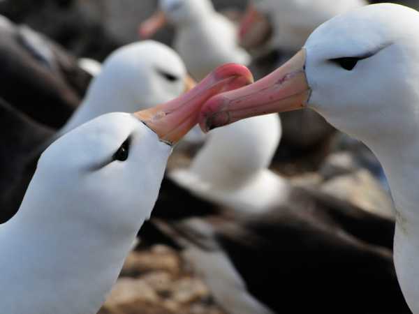 Saunders Island. Colonia di black-browed albatros (albatros dal sopracciglio nero)