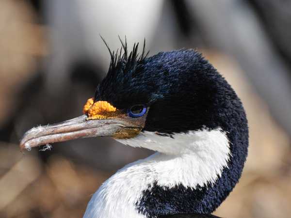 Saunders Island. Un bellissimo esemplare di cormorano dagli occhi blu (blue eyed cormorant)