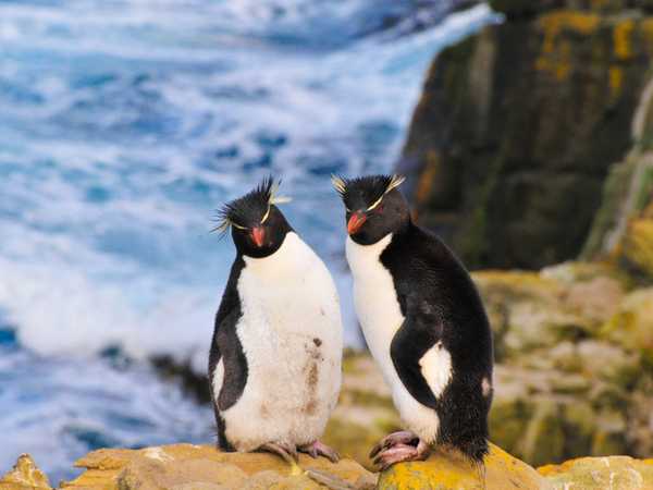 Saunders Island. Una coppia di piccoli pinguini saltaroccia (rockhopper penguins), alti non più di 35 cm