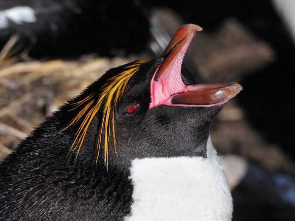 Saunders Island. Pinguino saltaroccia (rockhopper penguin)