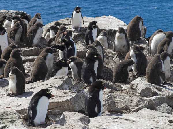 Saunders Island. Colonia di pinguini saltaroccia