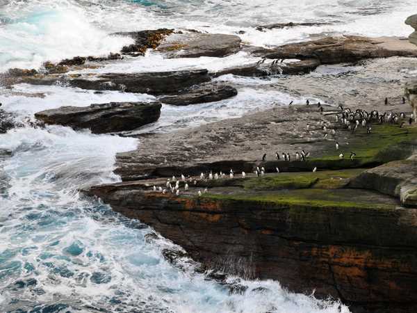 Saunders Island. Pinguini saltaroccia si gettano nell'oceano da un'alta scogliera