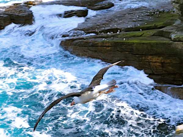 Saunders Island. Un grande albatros si lancia dalla sommità della scogliera