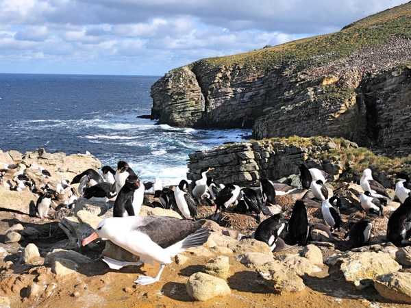 Saunders Island. Un albatros tra i pinguini saltaroccia