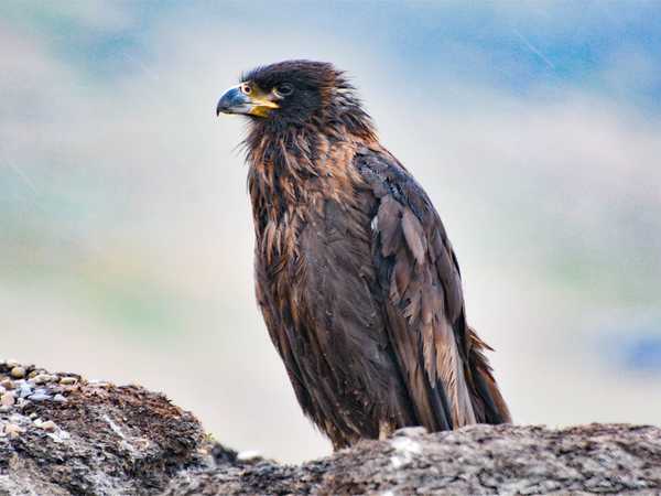 Carcass Island. Uno stupendo caracara striato tra le rocce a strapiombo sul mare. Fa parte del gruppo di uccelli ammaestrati di Mr McGill.