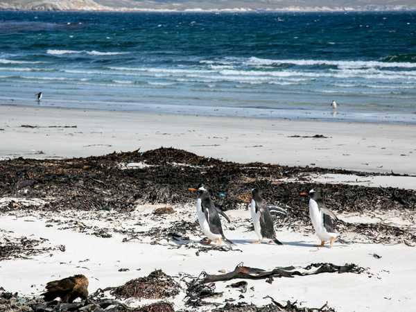 Saunders Island. Pinguini gentoo sulla spiaggia.